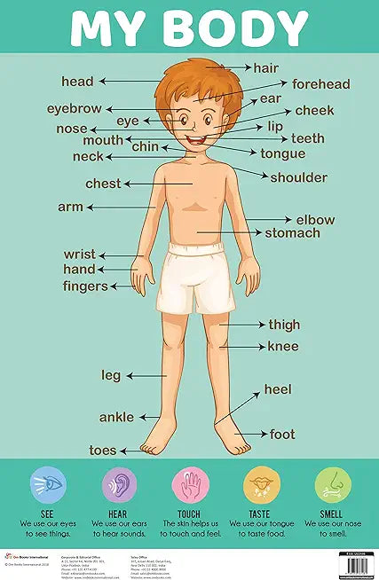 Charts: My Body Charts (Educational Charts for kids) Wall Chart – Kenning